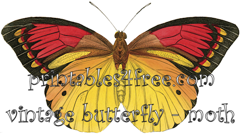 Vintage Moths Butterflies free Clip art logo